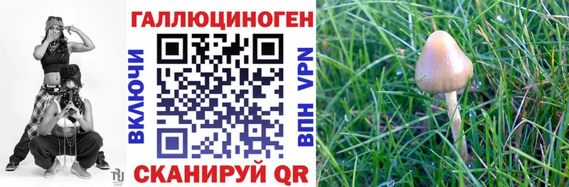 Псилоцибиновые грибы мицелий  купить наркотик  Курганинск 
