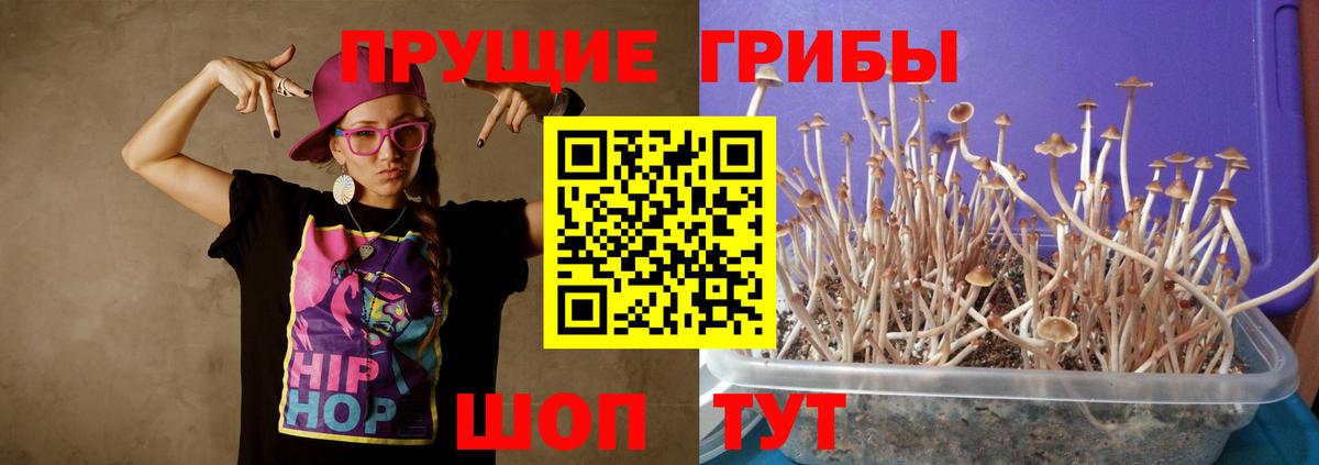 Галлюциногенные грибы прущие грибы  Вход с VPN  Курганинск  Псилоцибиновые грибы Psilocybine cubensis 